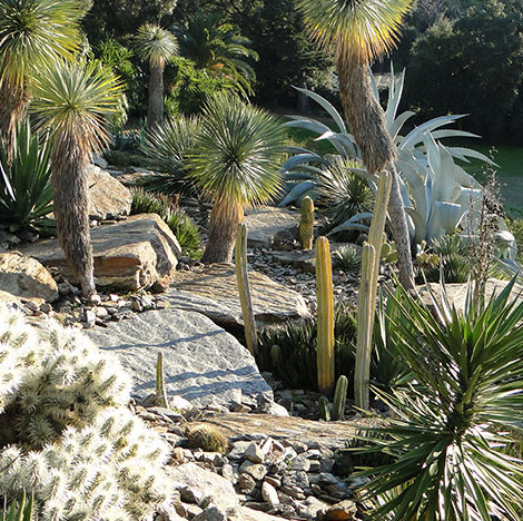 Le jardin des Méditerranées au Rayol 